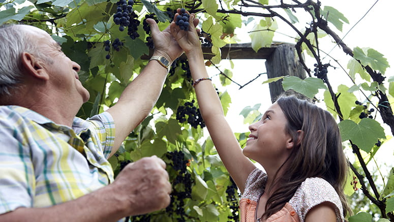 Grandfather helping granddaughter tend a grapevine